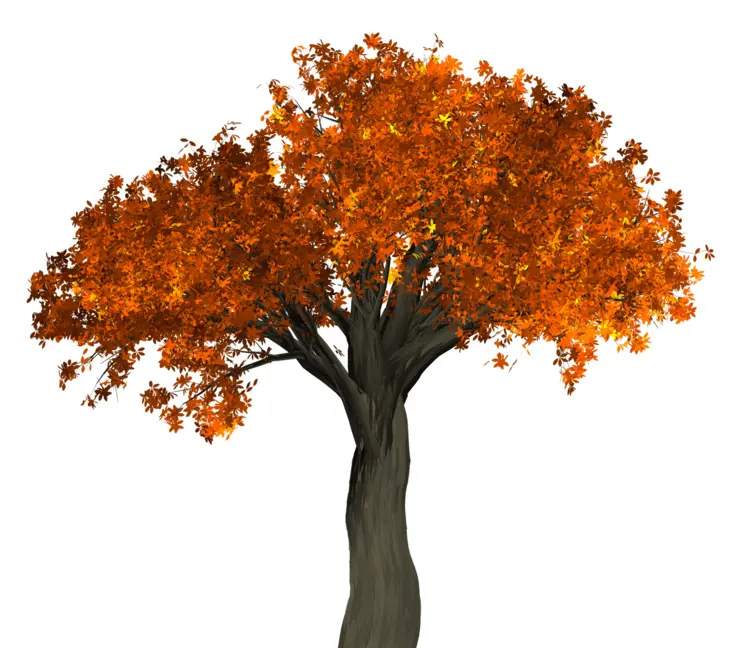 Beautiful Autumn Tree with Orange Leaves