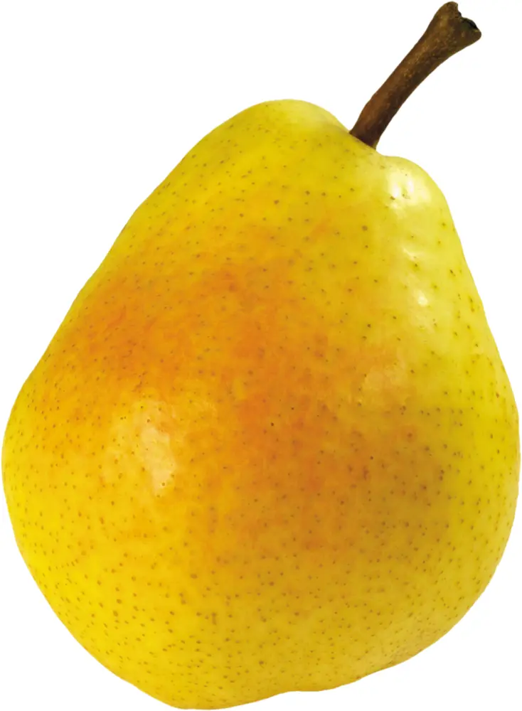 Yellow Pear with Red Blush