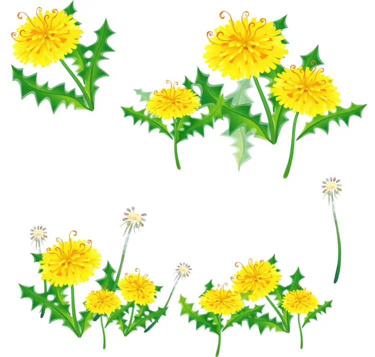 Yellow Dandelions with Green Leaves
