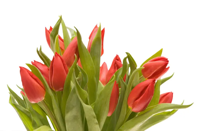 Beautiful Red Tulip Bouquet