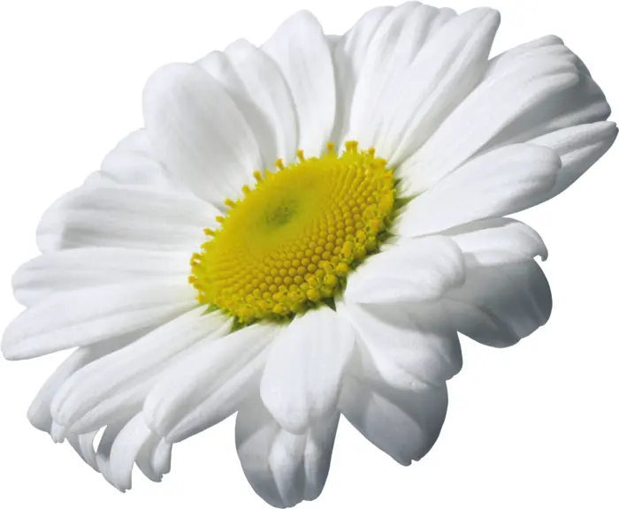 White Daisy Flower Side View