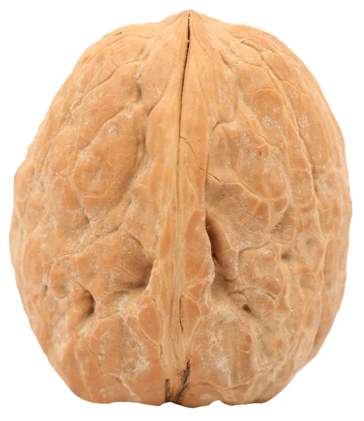 Whole Walnut in Shell