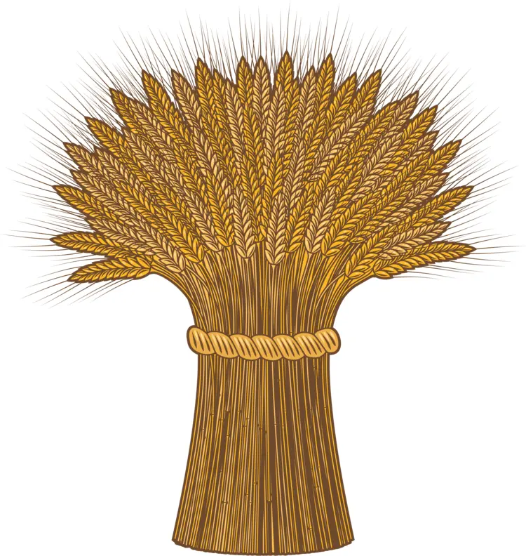 Bundle of Wheat for Harvest Season