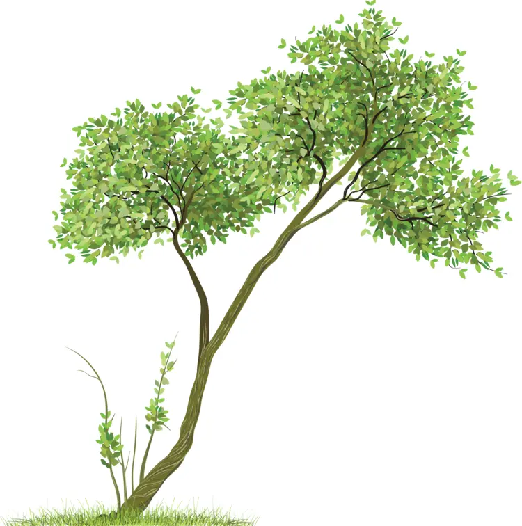 Leaning Green Tree