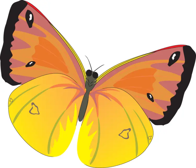 Yellow and Orange Butterfly Cartoon Illustration
