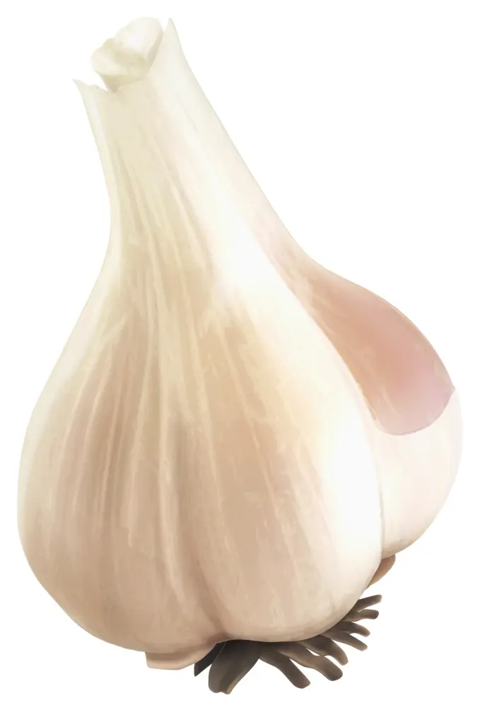 Whole Garlic Bulb
