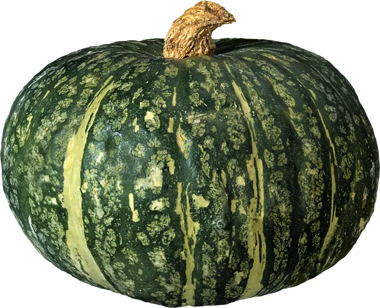 Green Pumpkin with Yellow Stripes