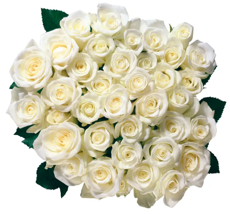 Beautiful White Roses Bouquet