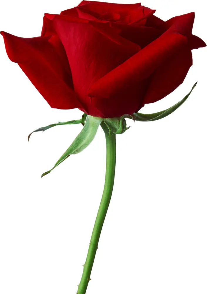 Single Red Rose