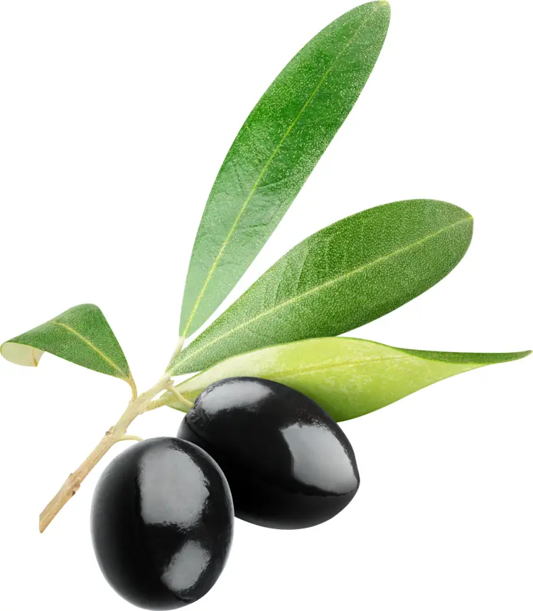 Delicious Black Olives with Leaves