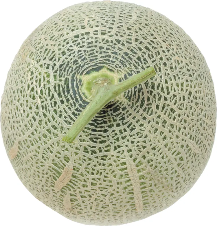 Whole Cantaloupe Melon
