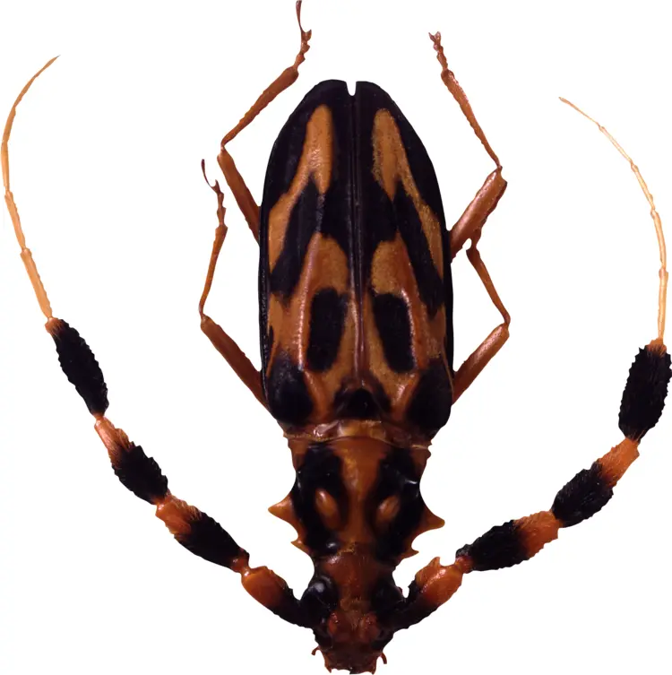 Spotted Beetle with Long Antennae