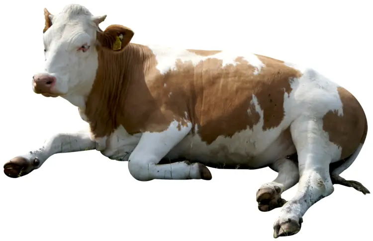 Brown and White Cow Resting