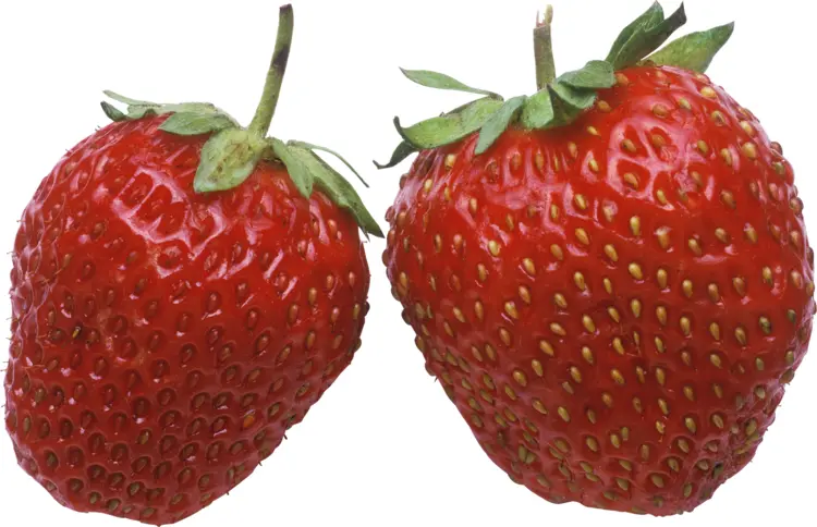 Fresh Red Strawberries