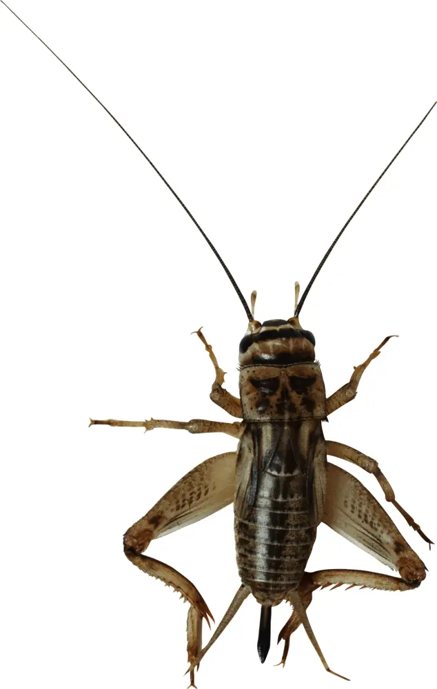 Cricket with Long Antennae