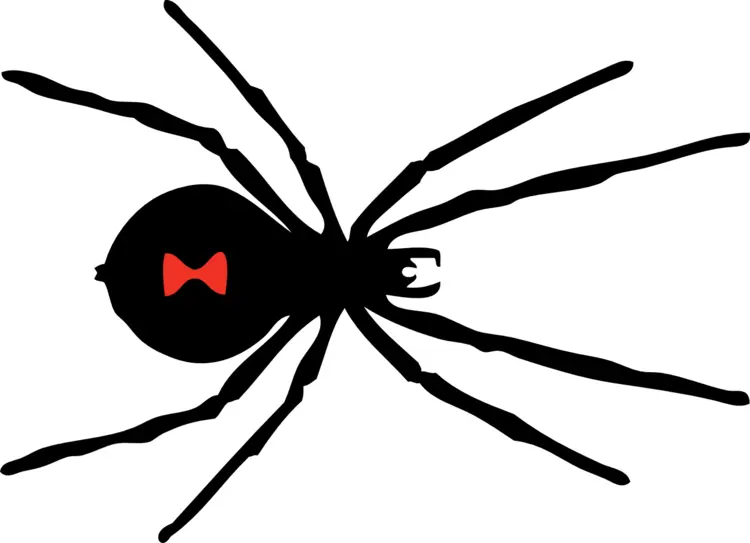 Black Widow Spider with Red Hourglass Mark