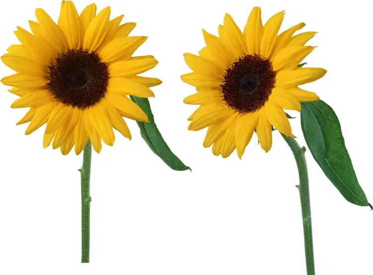 Pair of Yellow Sunflowers