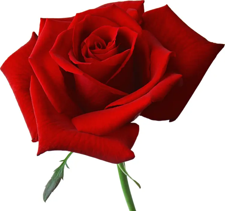 Beautiful Red Rose with Stem