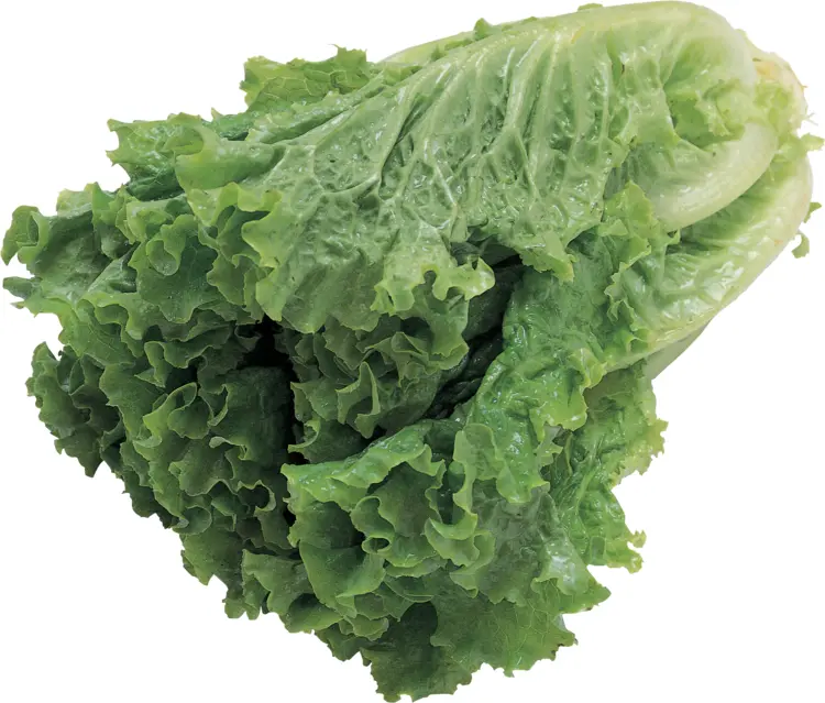 Fresh Green Lettuce