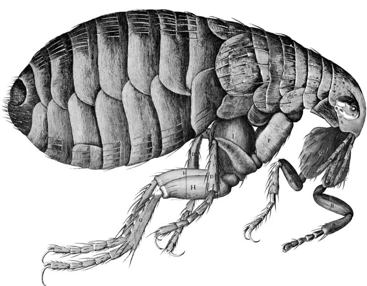 Detailed Illustration of a Flea