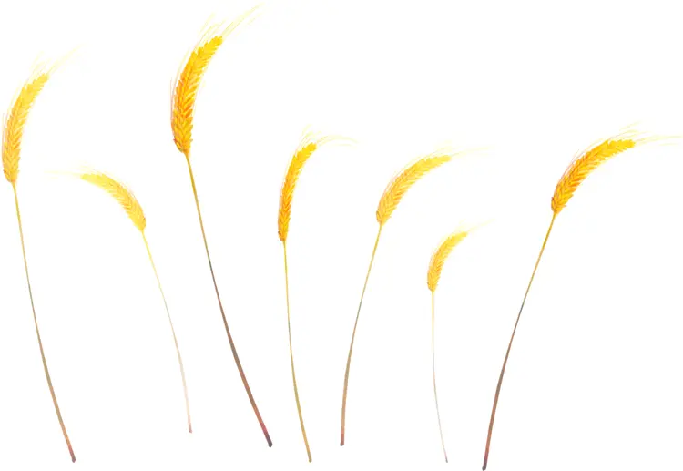 Yellow Wheat Stalks in a Field
