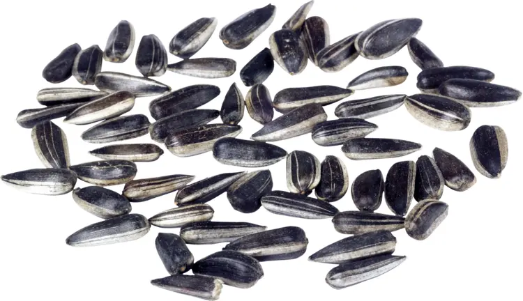 Shelled Sunflower Seeds