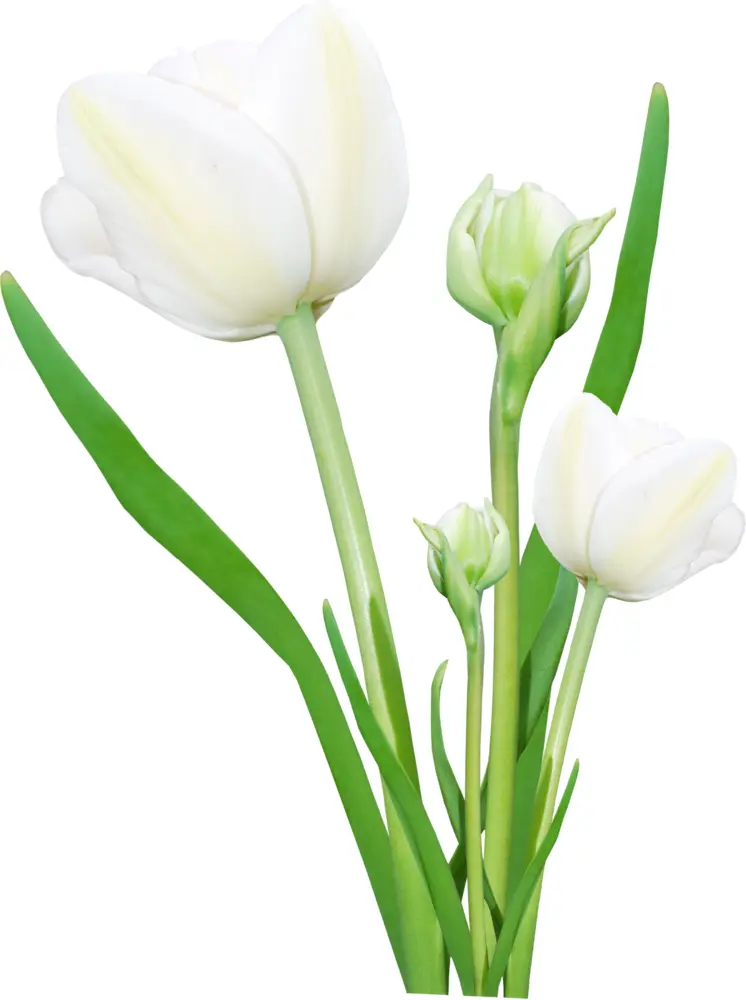 Elegant White Tulips Bouquet