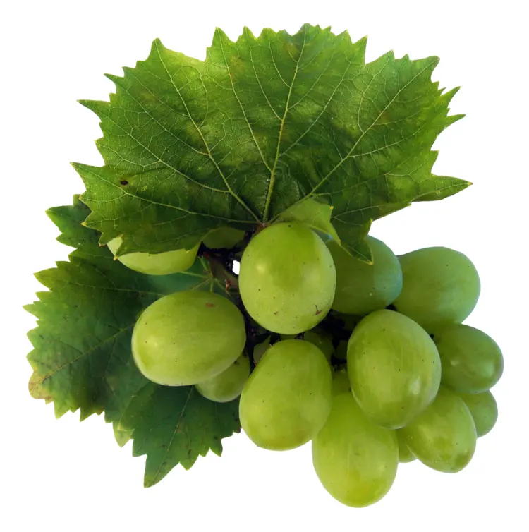Green Grapes on Vine