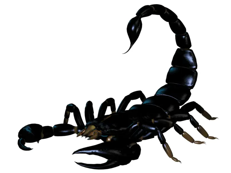 Black Scorpion with Stinger