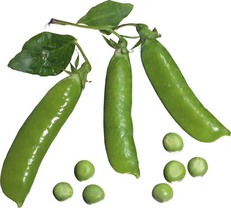 Fresh Green Pea Pods