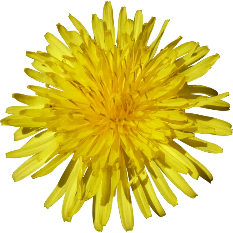 Single Yellow Dandelion Bloom