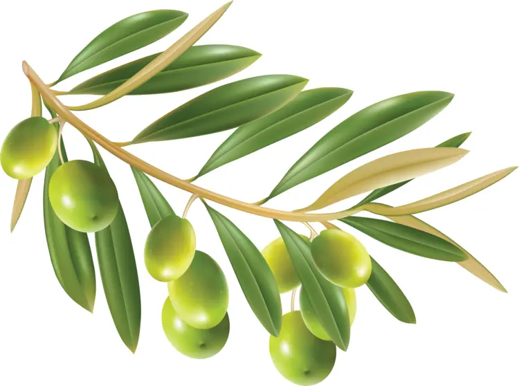 Olive Branch with Multiple Green Olives