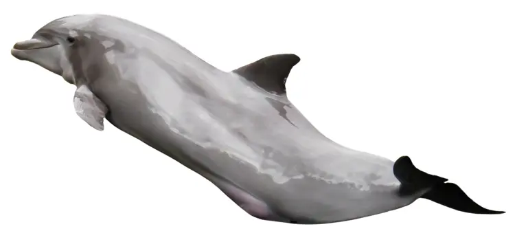 Playful Dolphin in the Ocean
