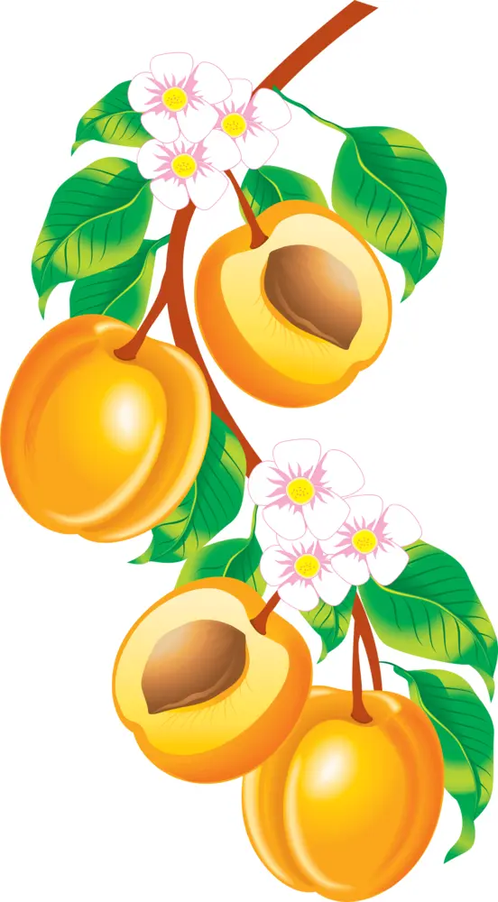 Apricots on Branch