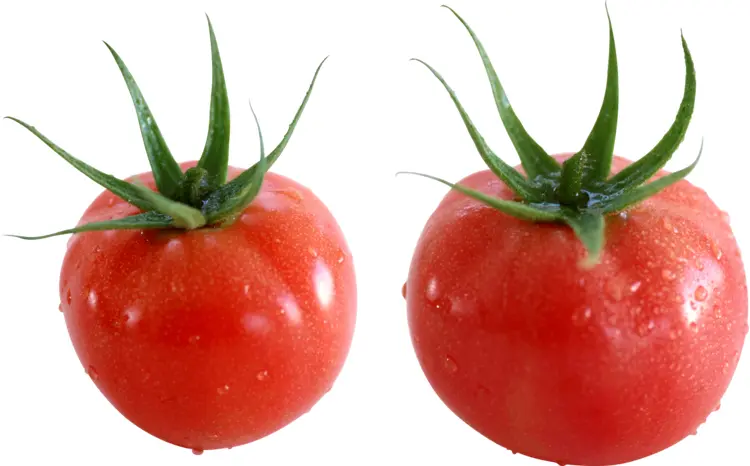 Pair of Fresh Red Tomatoes