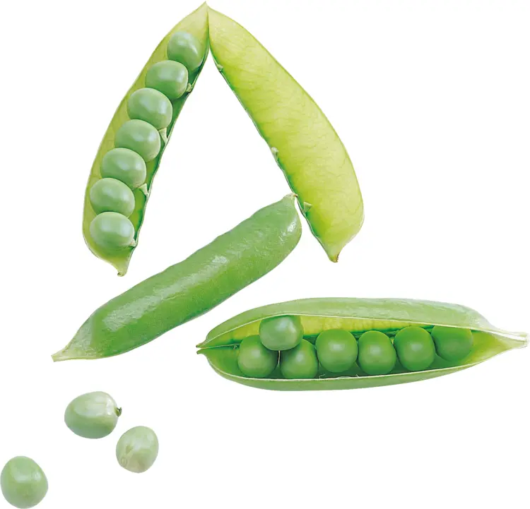 Fresh Green Peas in Pod