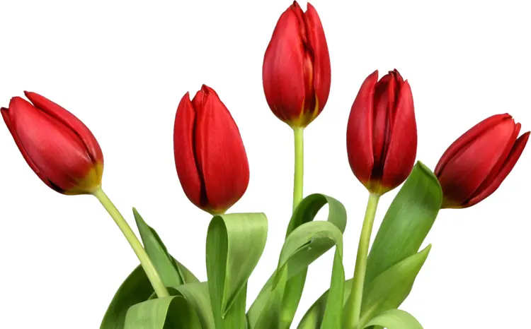 Bunch of Red Tulips