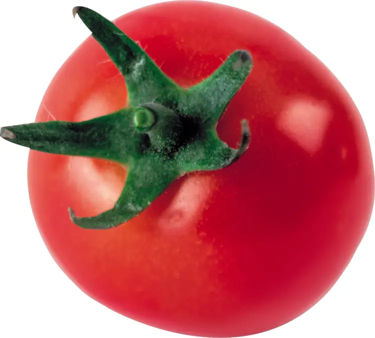Fresh Red Tomato