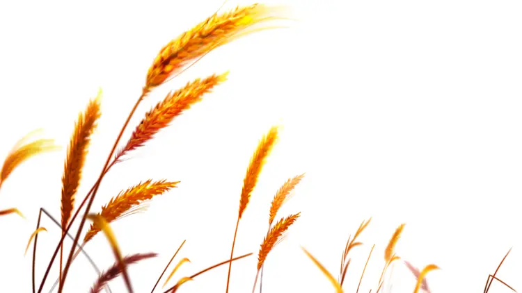 Golden Wheat Stalks in a Field