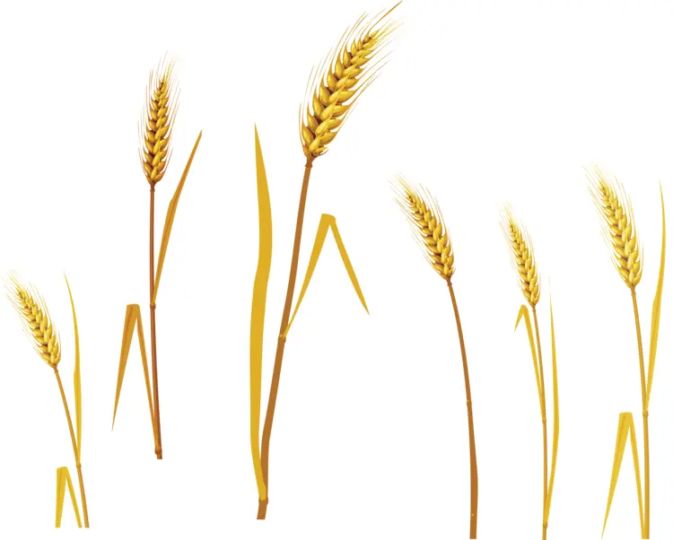 Golden Wheat Stalks Illustration