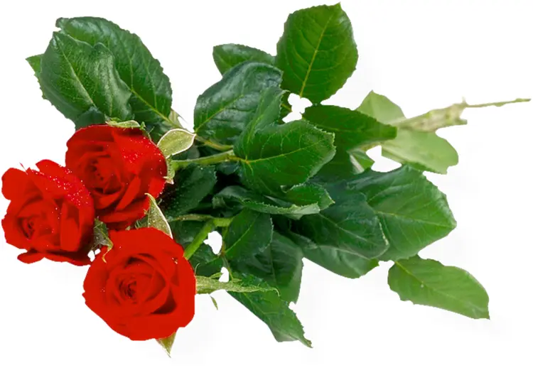 Bouquet of Red Roses with Green Leaves