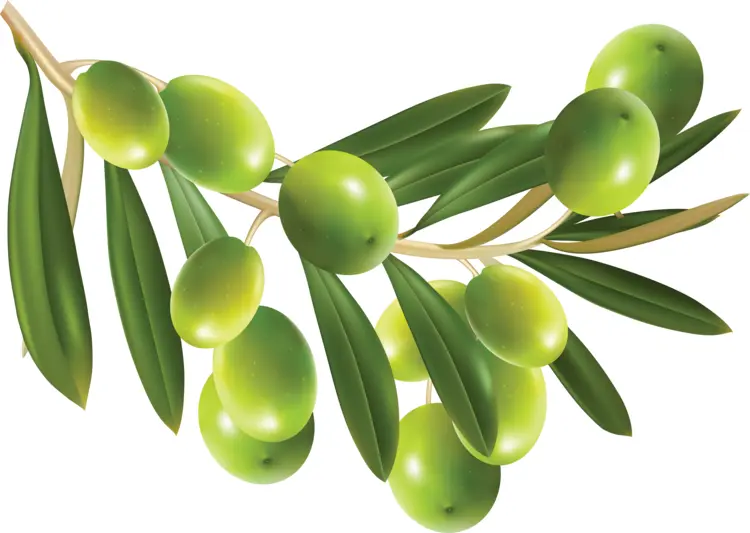 Green Olives on Branch with Green Leaves