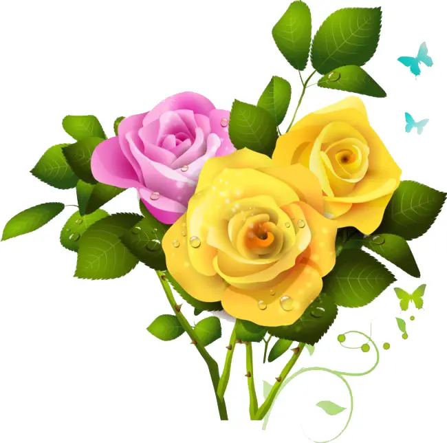 Colorful Roses with Green Leaves