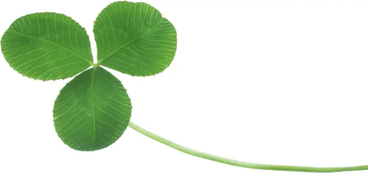Horizontal Three-leaf Clover
