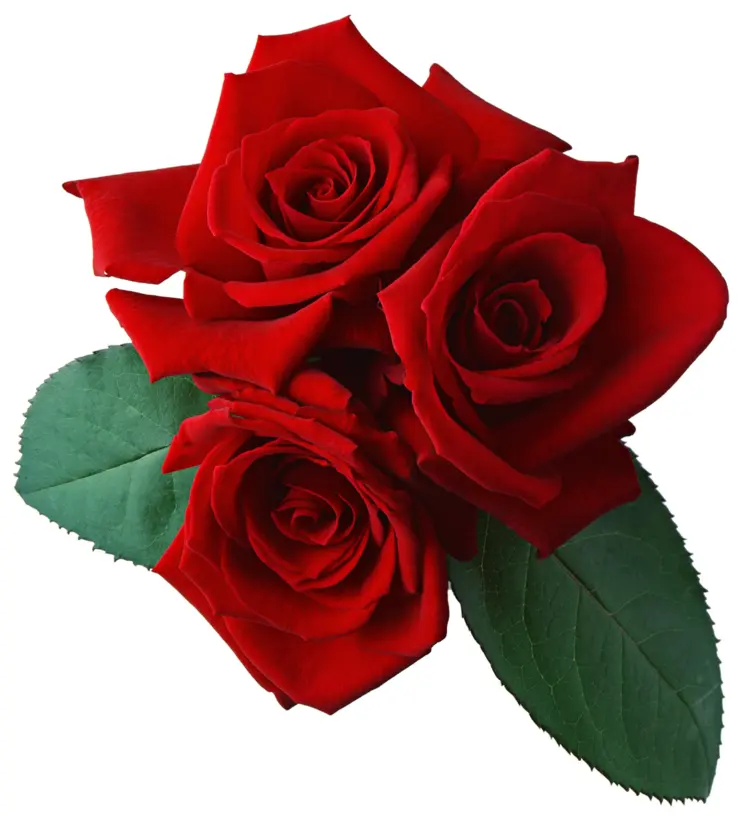 Red Rose Bouquet for Romantic Occasions