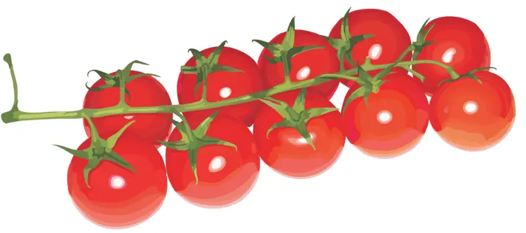 Tomatoes on the Vine