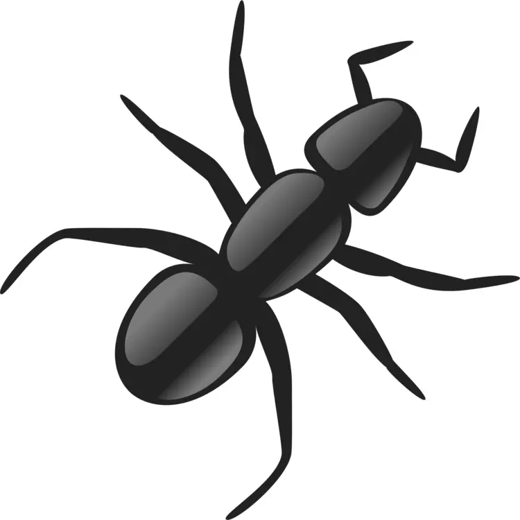 Black Ant Illustration