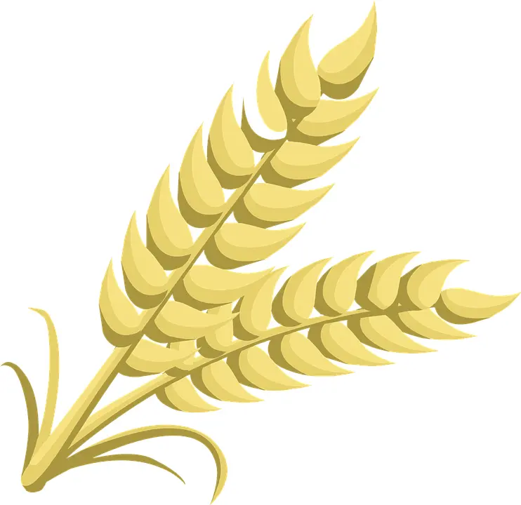 Golden Wheat Ears