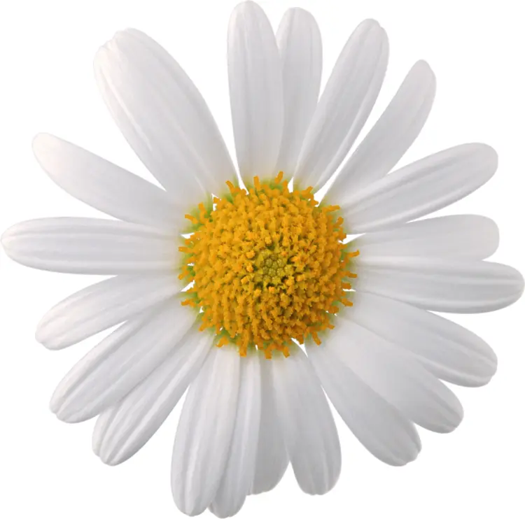 White Daisy Flower