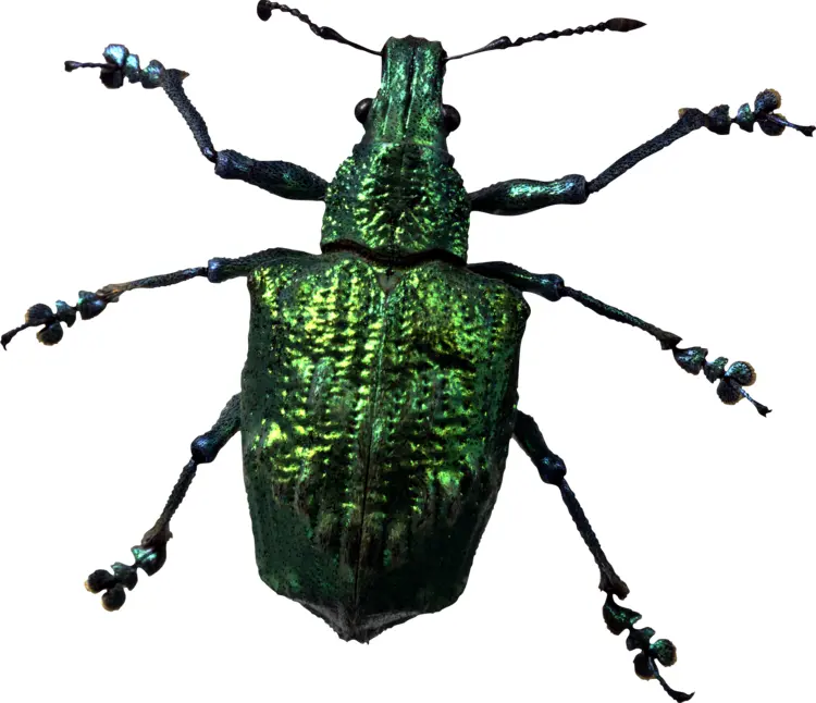 Green Beetle Insect